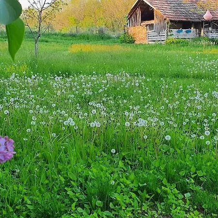 Garden - Balaton Apartmán