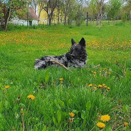 Garden - Balaton